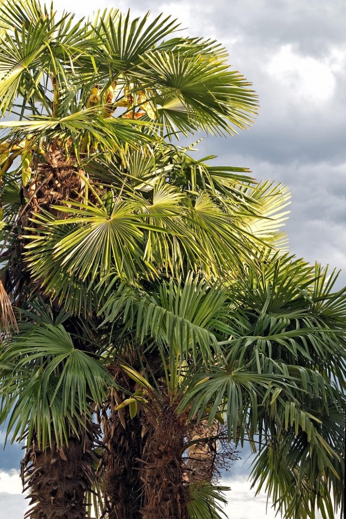 Трахикарпуса форчуна