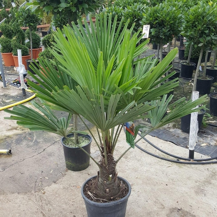 Пальма трахикарпус (trachycarpus)