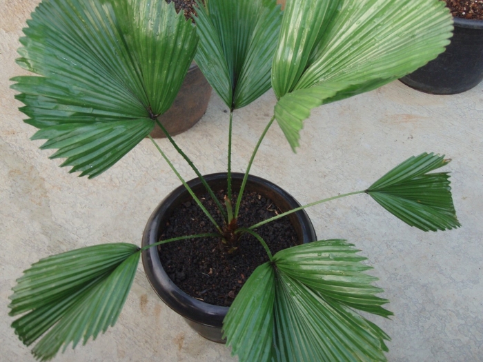 Ликуала грандис