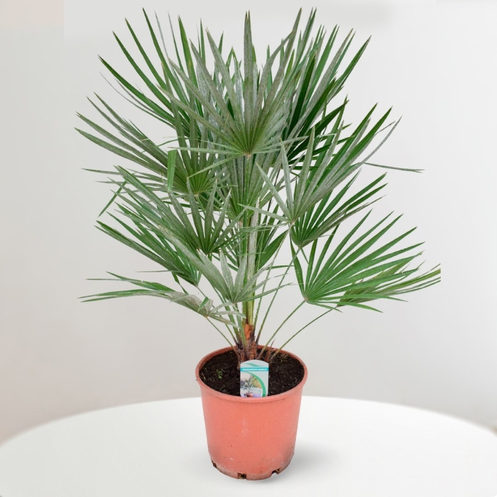 Хамеропс хумилис