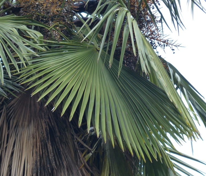 Трахикарпус веерная пальма