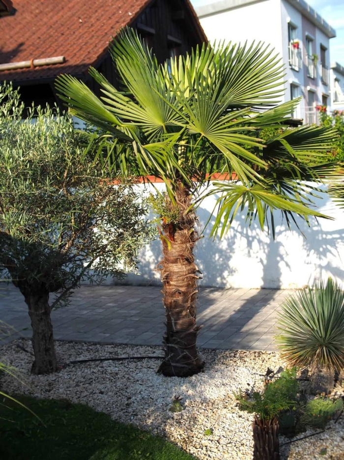 Пальма трахикарпус форчуна