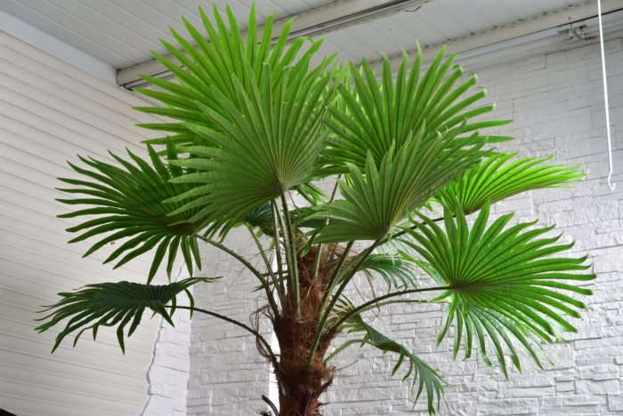 Вашингтония филифера