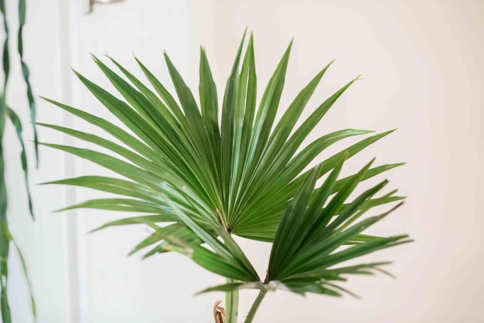 Ливистона пальма