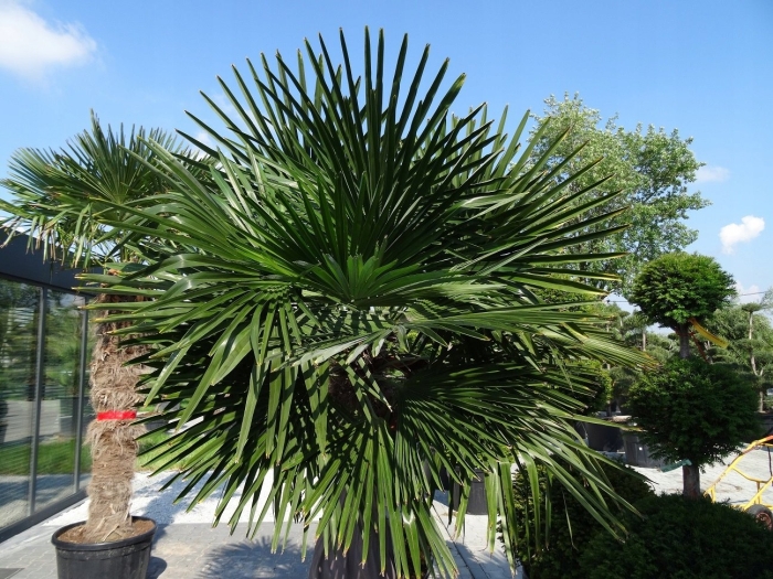 Пальма трахикарпус форчуна