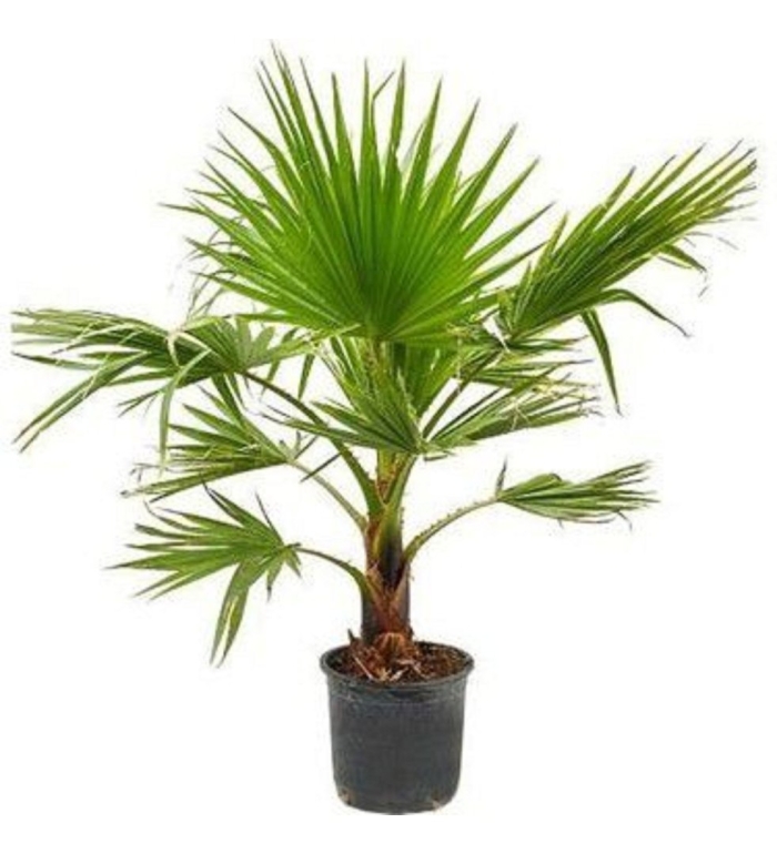 Пальма вашингтония нитчатая