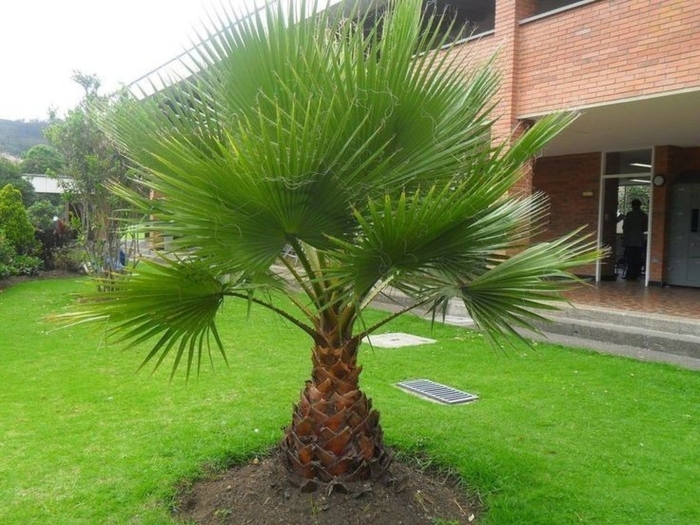 Trachycarpus fortunei