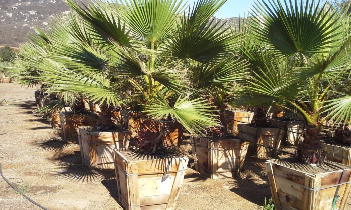 Washingtonia robusta