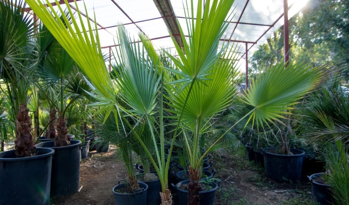 Вашингтония нитчатая