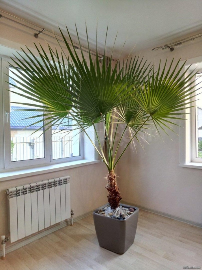 Пальма вашингтония нитеносная