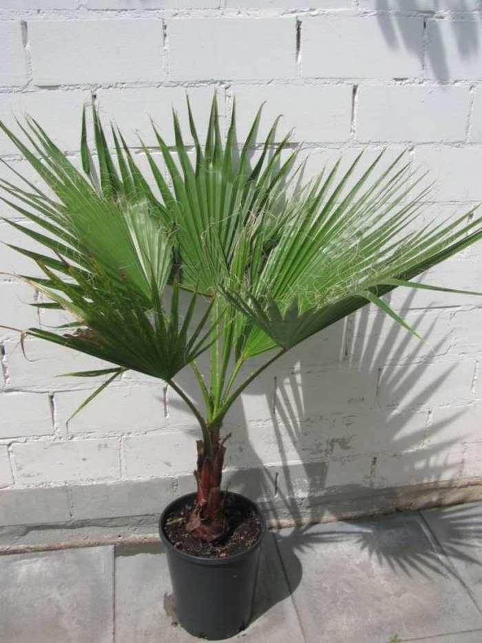 Пальма вашингтония