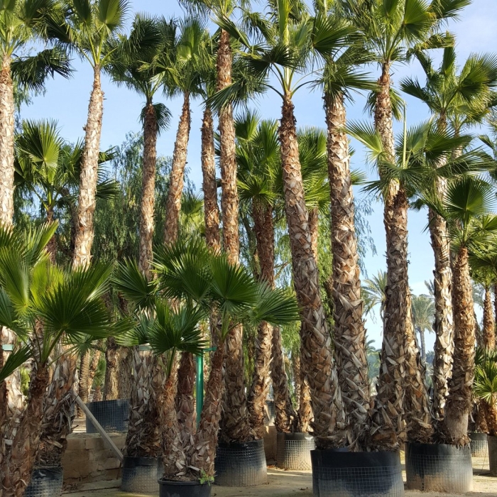 Вашингтония санта барбара