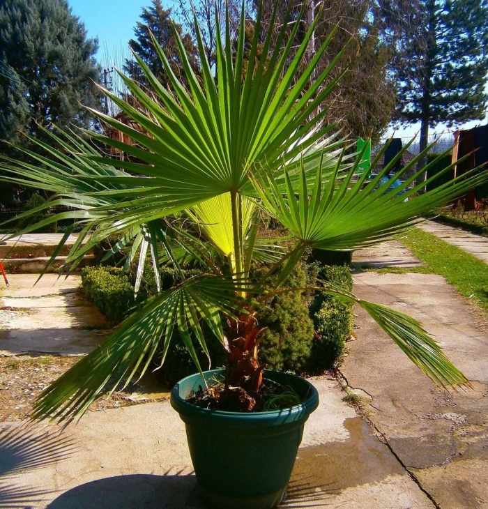 Вашингтония нитчатая