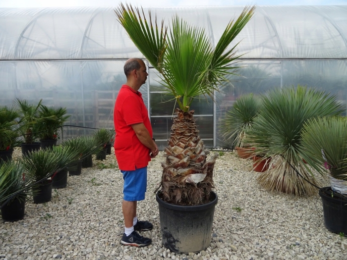 Вашингтония робуста санта-барбара