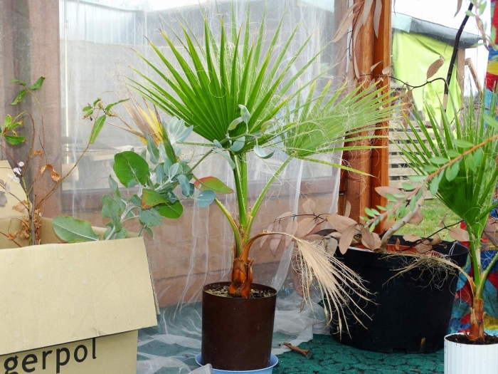 Пальма вашингтония