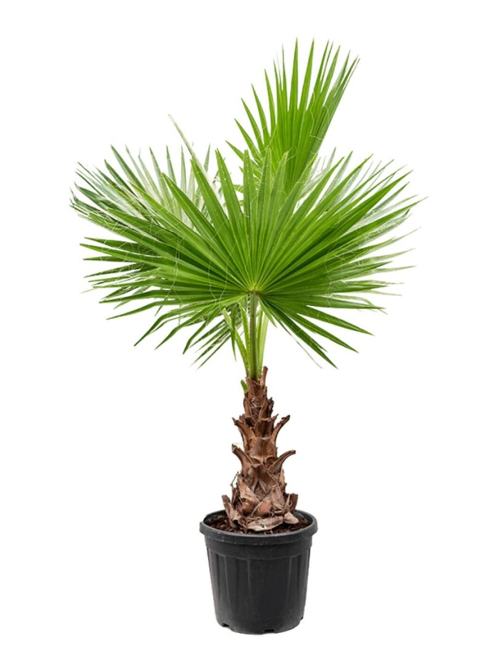 Пальма вашингтония нитеносная