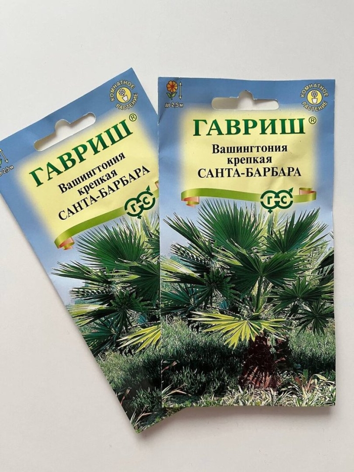 Вашингтония крепкая санта-барбара