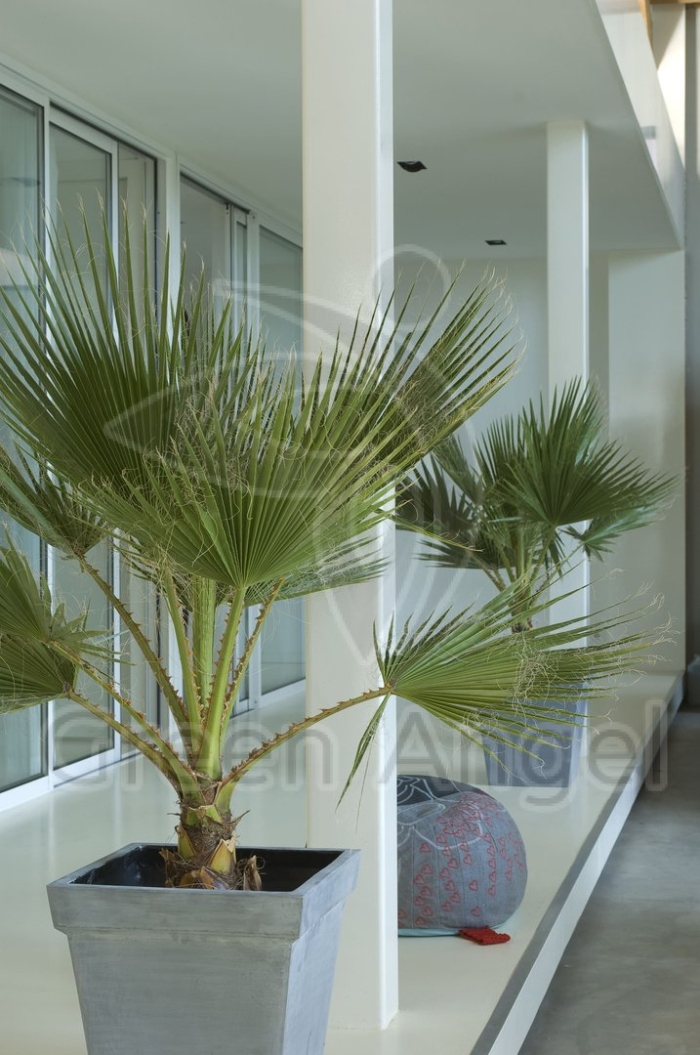 Вашингтония нитчатая