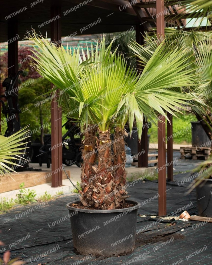 Вашингтония робуста