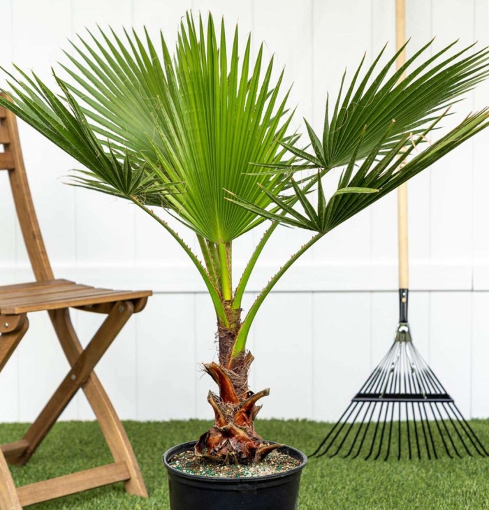 Вашингтония пальма