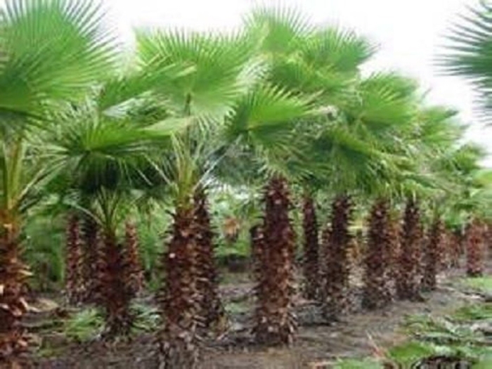 Washingtonia robusta