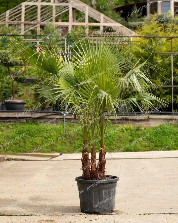 Пальма вашингтония филифера