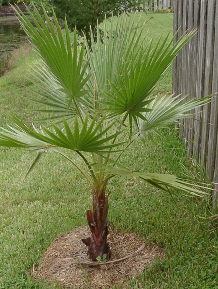 Вашингтония филифера