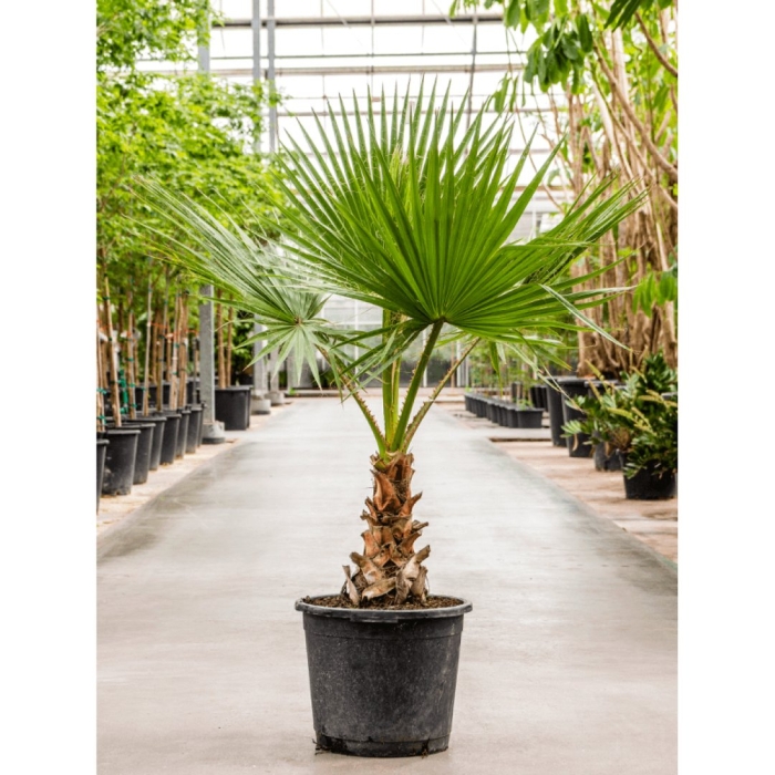 Пальма вашингтония нитчатая