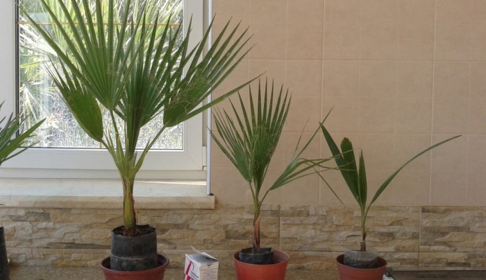 Пальма вашингтония выращивание