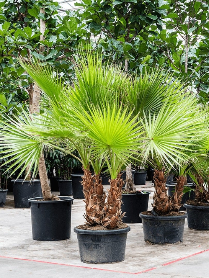 Пальма вашингтония