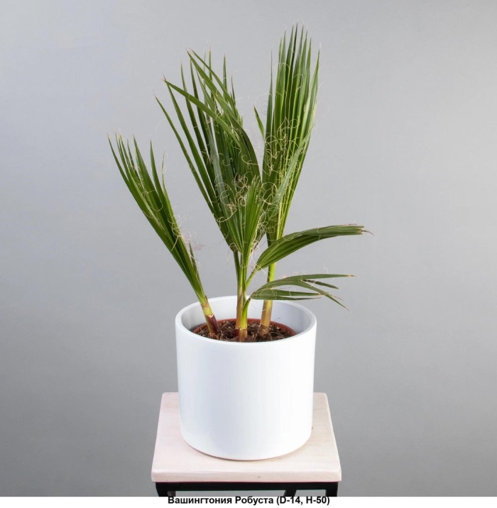 Вашингтония пальма декоративная