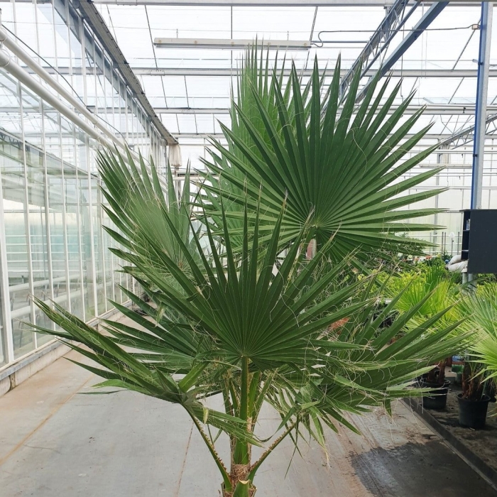 Вашингтония нитчатая