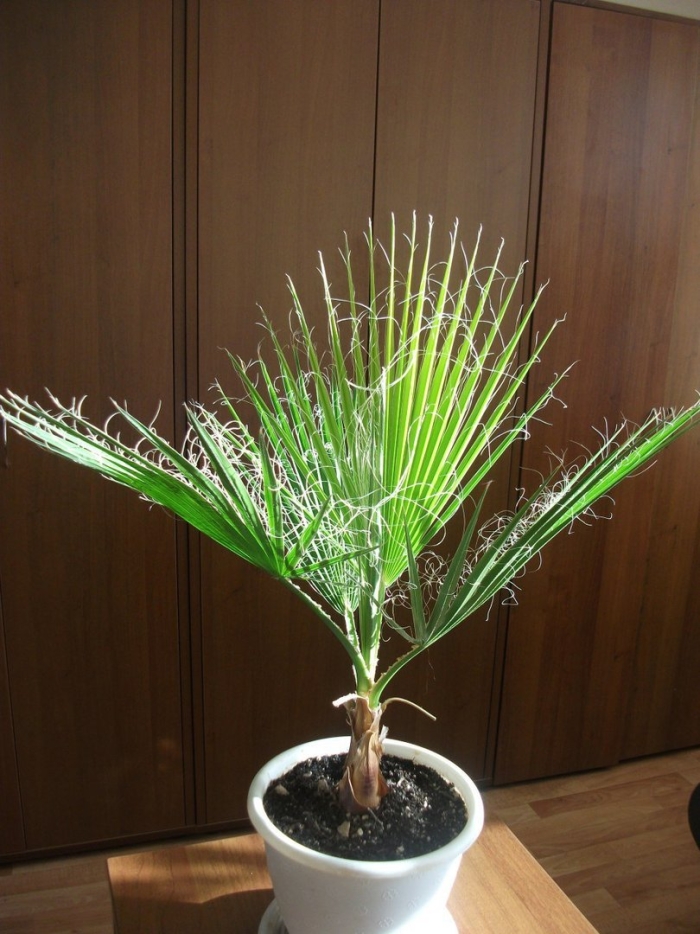 Пальма вашингтония нитеносная