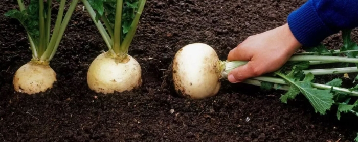 Выращивание репы