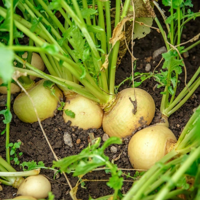 Репа петровская