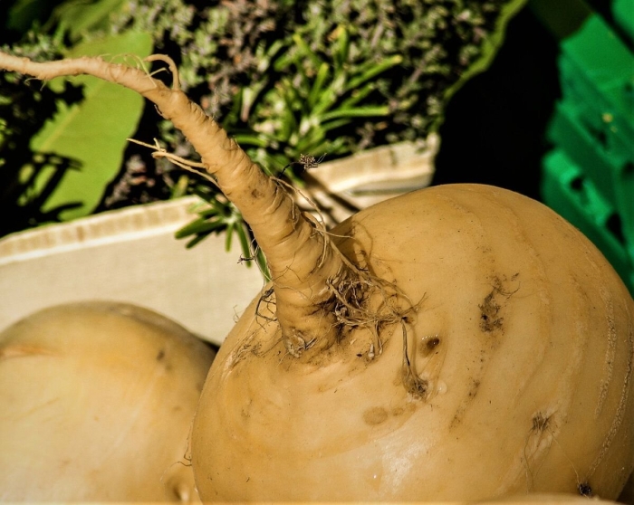 Выращивание репы