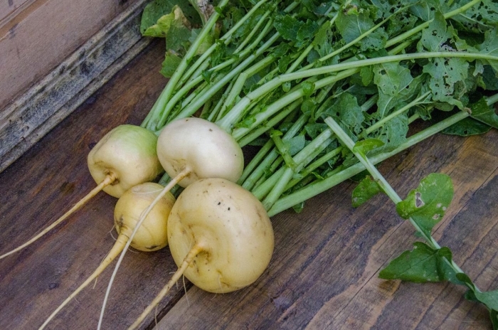 Желтая редька