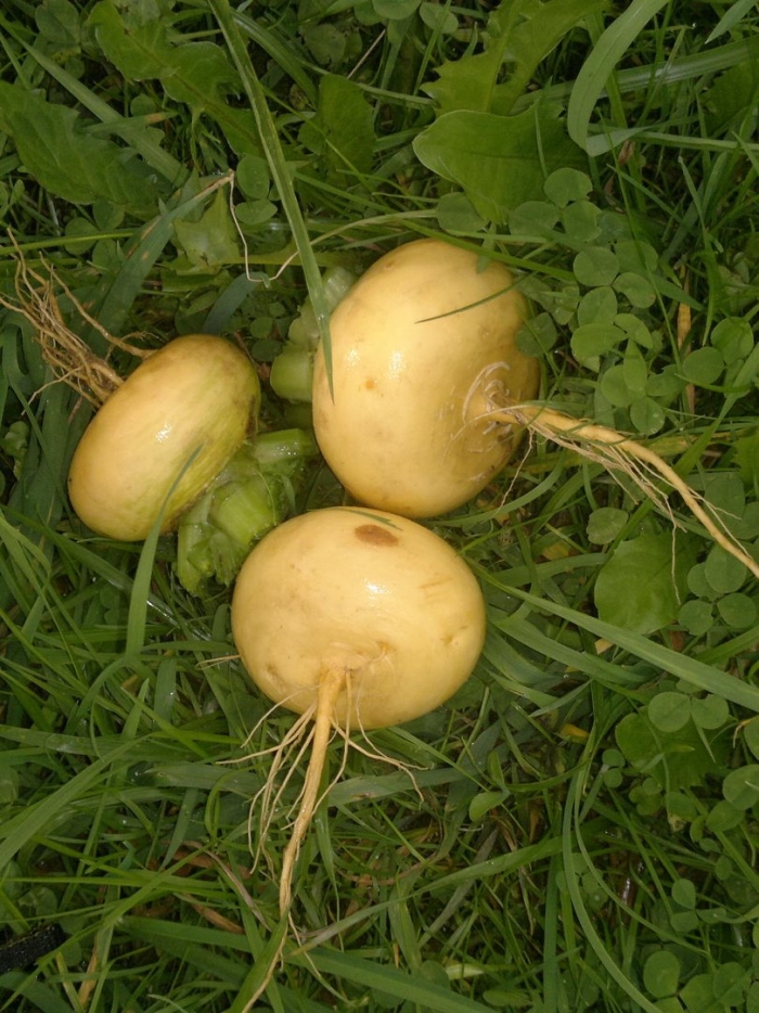 Репа петровская 1