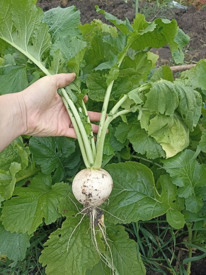 Салатная репа