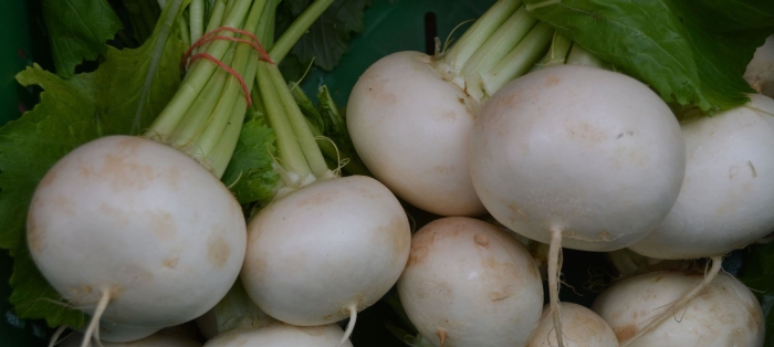 Белая редька