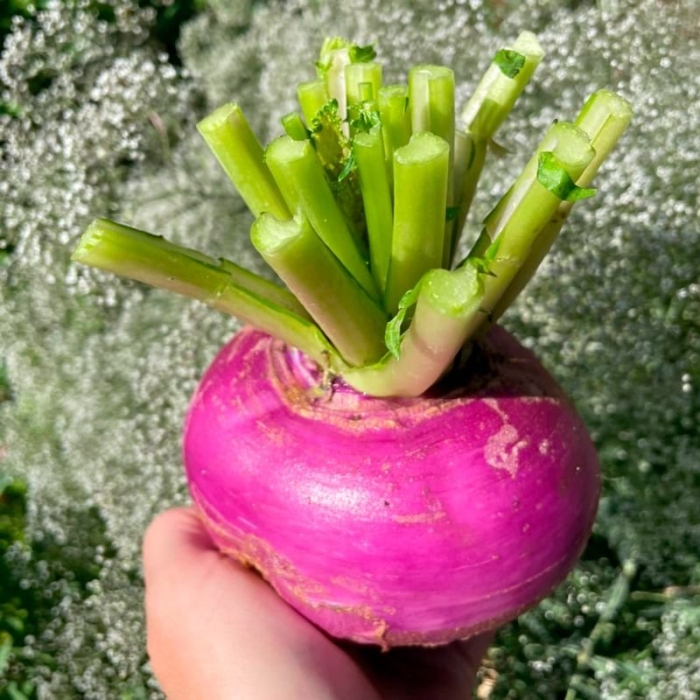 Турнепс кормовой