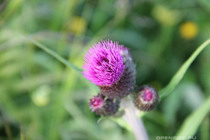 Бодяк обыкновенный (cirsium vulgare)