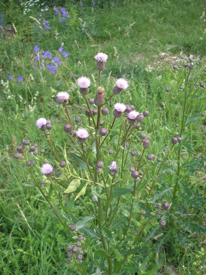 Бодяк растение