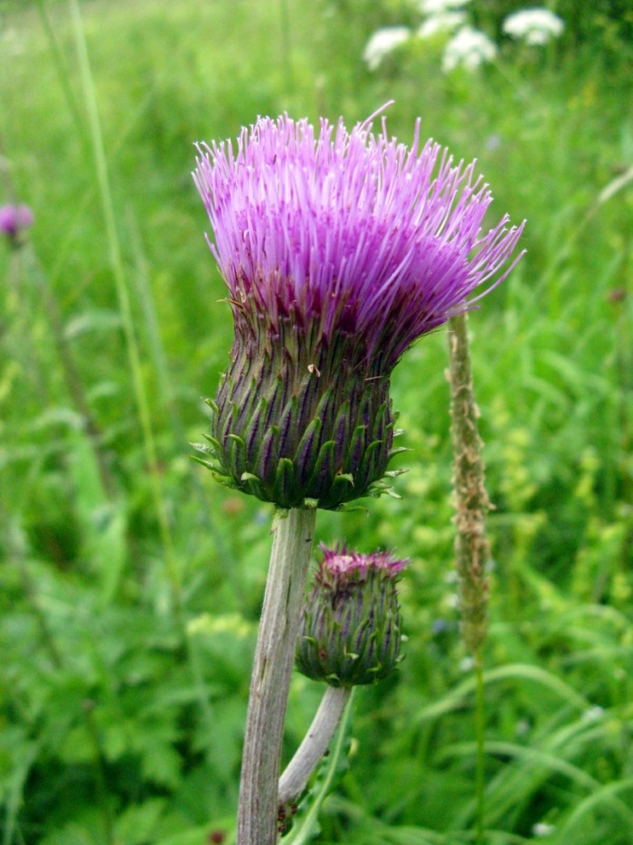 Бодяк обыкновенный