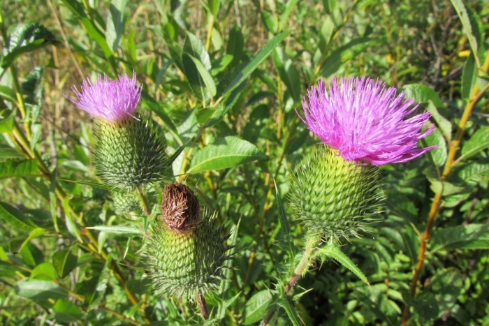 Растение чертополох