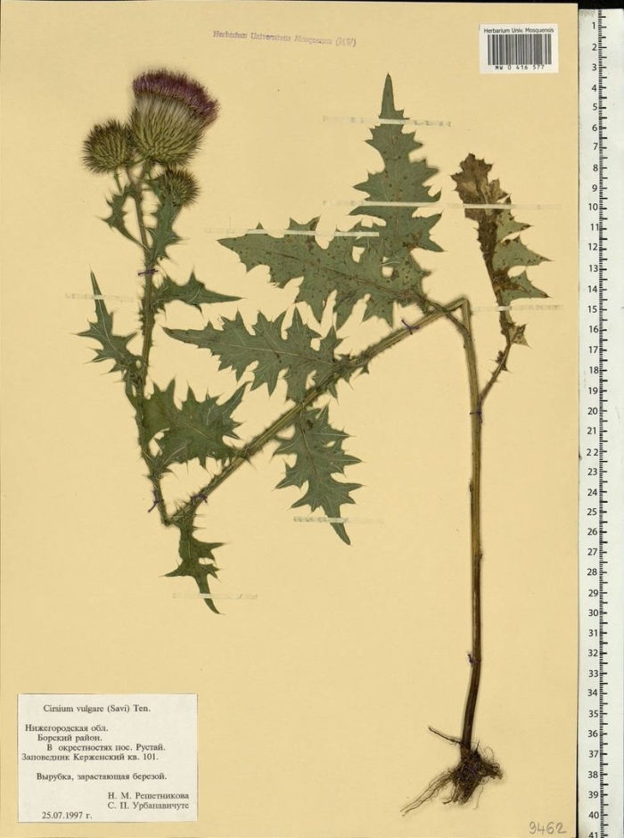 Бодяк обыкновенный cirsium vulgare