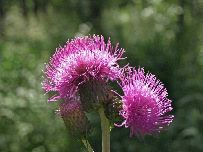 Бодяк полевой cirsium arvense
