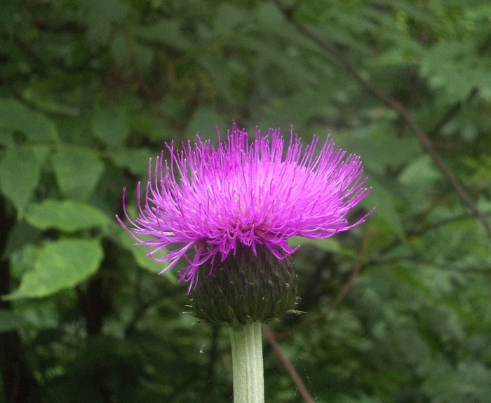 Cirsium heterophyllum