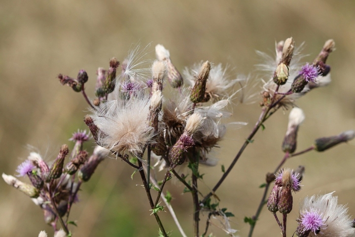 Cirsium arvense