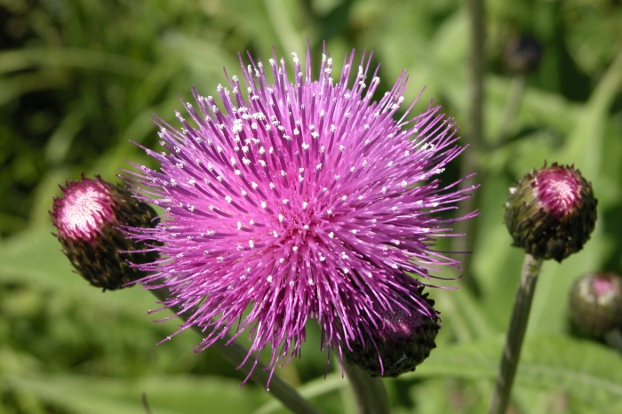 Бодяк обыкновенный